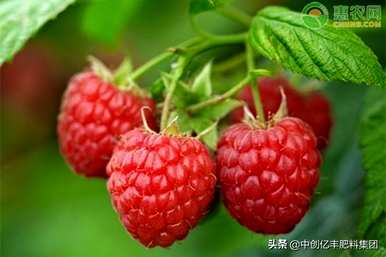 如何种植树莓，树莓种植温度