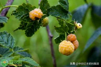如何种植树莓，树莓种植温度
