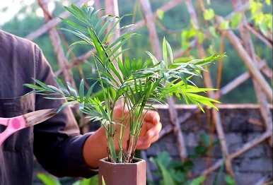 如何饲养袖珍椰子树，清洁袖珍椰子树