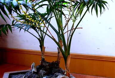 如何饲养袖珍椰子树，清洁袖珍椰子树