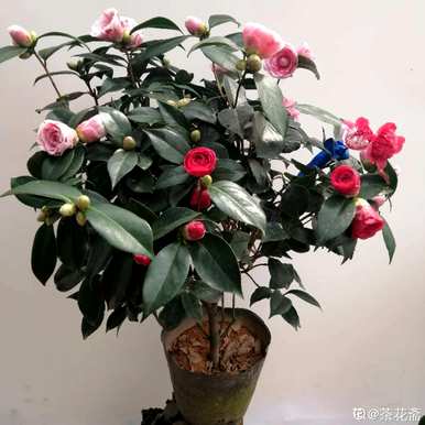 山茶花是什么颜色？香妃山茶花有几种颜色