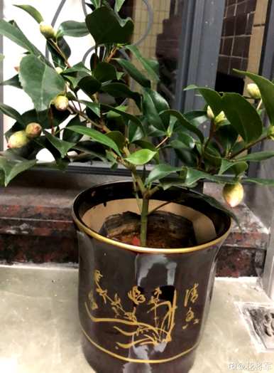 山茶花是什么颜色？香妃山茶花有几种颜色