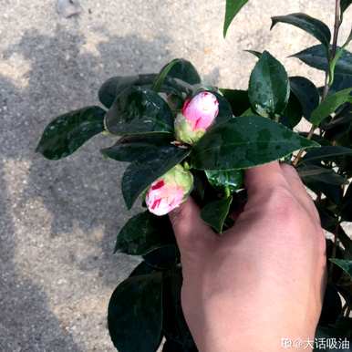 山茶花是什么颜色？香妃山茶花有几种颜色