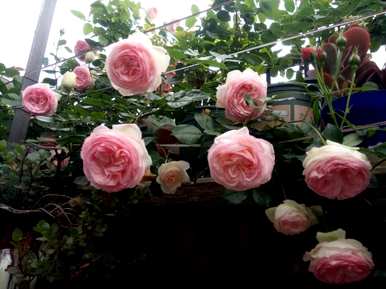 月季花的品种有哪些名称，月季花的所有品种的图片和名称？