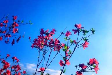什么是花，什么是花，什么是花