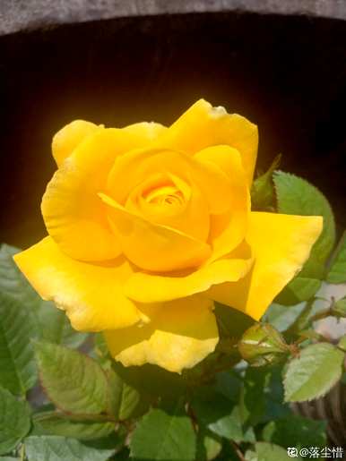 月季花的品种有哪些名称，月季花的所有品种的图片和名称？