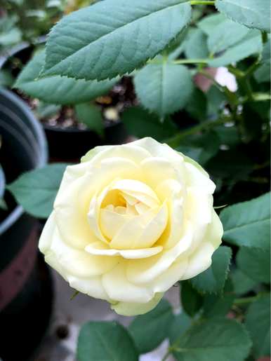 月季花的品种有哪些名称，月季花的所有品种的图片和名称？