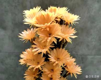 龙王仙人球开花有什么兆头，仙人球开花有什么兆头？