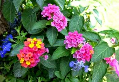 哪种花一年四季都开花，怎么模仿，哪种花一年四季都开花