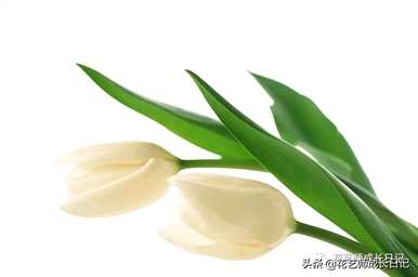 什么是郁金香花语？粉色郁金香花语是