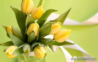什么是郁金香花语？粉色郁金香花语是