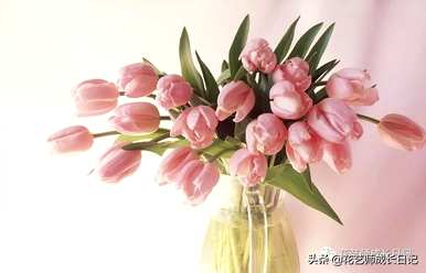 什么是郁金香花语？粉色郁金香花语是