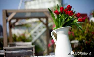 什么是郁金香花语？粉色郁金香花语是