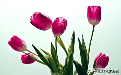 什么是郁金香花语？粉色郁金香花语是