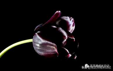 什么是郁金香花语？粉色郁金香花语是