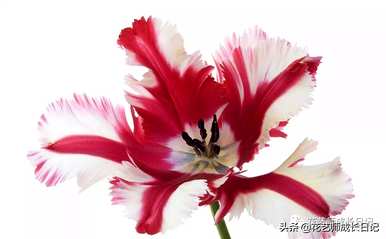 什么是郁金香花语？粉色郁金香花语是