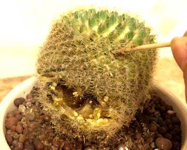 大型室内植物适合懒人开花，什么植物适合室内盆栽一年四季开花？