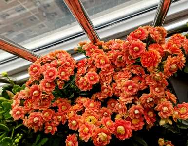 大型室内植物适合懒人开花，什么植物适合室内盆栽一年四季开花？
