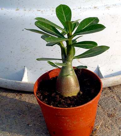 大型室内植物适合懒人开花，什么植物适合室内盆栽一年四季开花？
