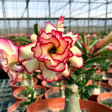 大型室内植物适合懒人开花，什么植物适合室内盆栽一年四季开花？