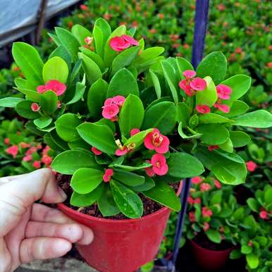 大型室内植物适合懒人开花，什么植物适合室内盆栽一年四季开花？