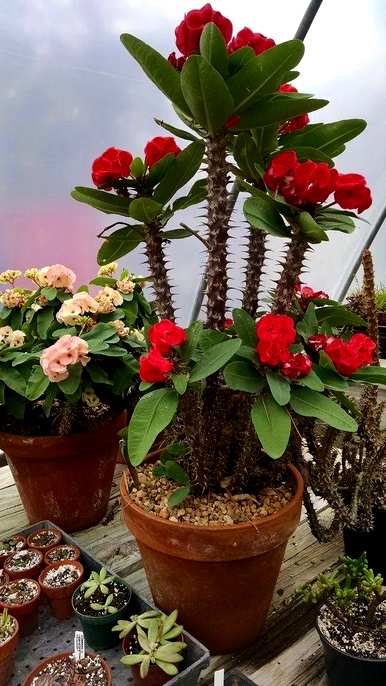 大型室内植物适合懒人开花，什么植物适合室内盆栽一年四季开花？