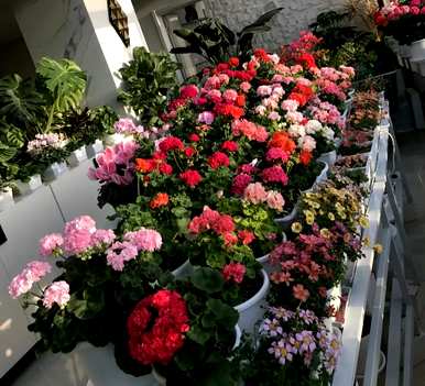 大型室内植物适合懒人开花，什么植物适合室内盆栽一年四季开花？