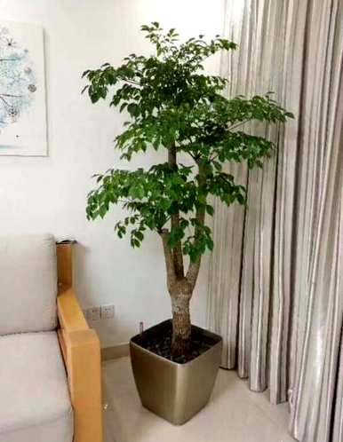快乐树的养殖方法和浇水，快乐树的养殖方法和注意事项
