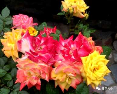 哪个品种的月季花好看又好养？哪个品种的月季花好看又好养？