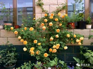 哪个品种的月季花好看又好养？哪个品种的月季花好看又好养？