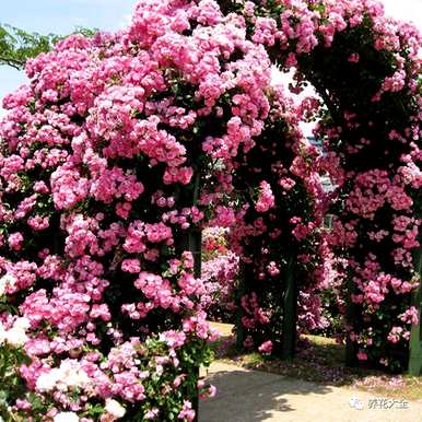 哪个品种的月季花好看又好养？哪个品种的月季花好看又好养？
