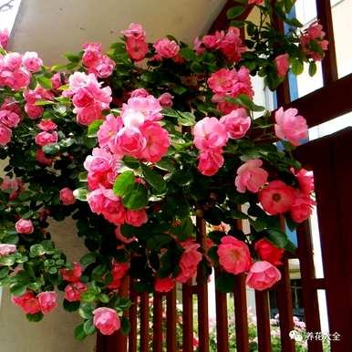 哪个品种的月季花好看又好养？哪个品种的月季花好看又好养？