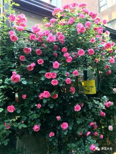 哪个品种的月季花好看又好养？哪个品种的月季花好看又好养？