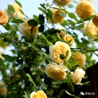 哪个品种的月季花好看又好养？哪个品种的月季花好看又好养？