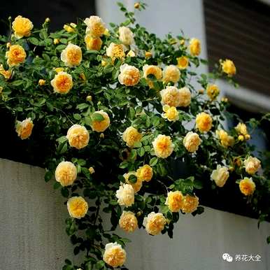 哪个品种的月季花好看又好养？哪个品种的月季花好看又好养？