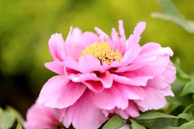 牡丹花是什么时候开花的，牡丹花是什么时候开花的？