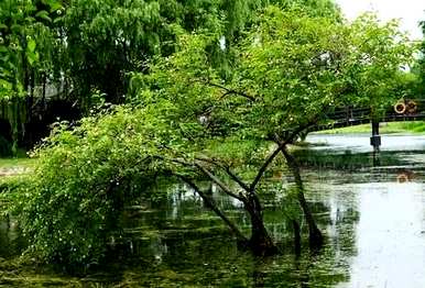 水杨梅是什么植物，类似于水杨梅