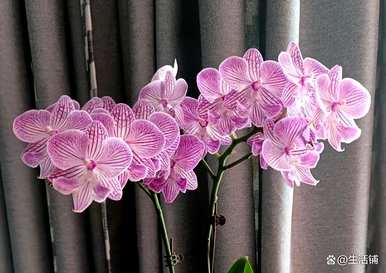 蝴蝶兰花期浇水花会掉下来，蝴蝶兰花期怎么浇水？