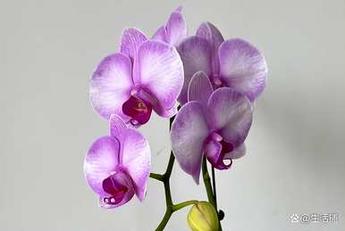 蝴蝶兰花期浇水花会掉下来，蝴蝶兰花期怎么浇水？