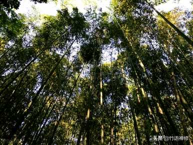 丛生紫荆如何繁殖，丛生紫荆如何繁殖