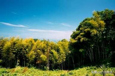 丛生紫荆如何繁殖，丛生紫荆如何繁殖
