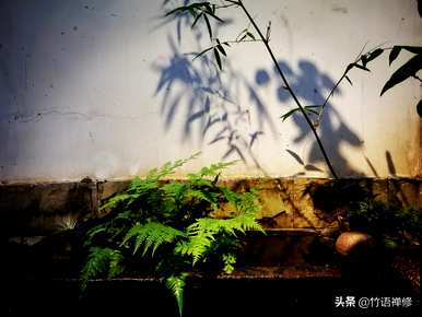 丛生紫荆如何繁殖，丛生紫荆如何繁殖