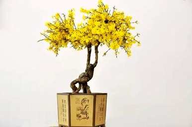迎春花长什么样，迎春花长什么样？