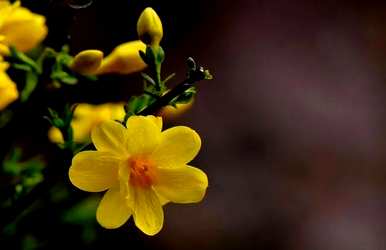 迎春花长什么样，迎春花长什么样？