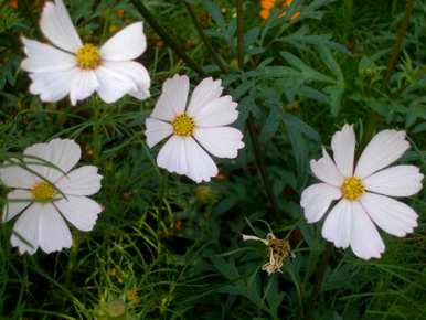 什么是波斯菊花种子，如何种植波斯菊花种子？