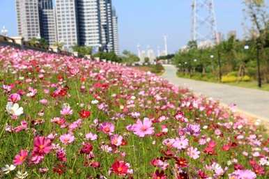 什么是波斯菊花种子，如何种植波斯菊花种子？