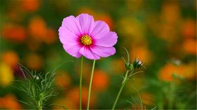 什么是波斯菊花种子，如何种植波斯菊花种子？