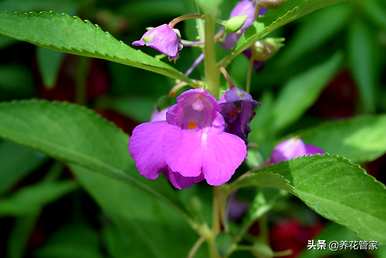 什么季节开凤仙花，什么季节开凤仙花？