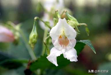 什么季节开凤仙花，什么季节开凤仙花？