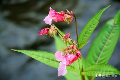 什么季节开凤仙花，什么季节开凤仙花？